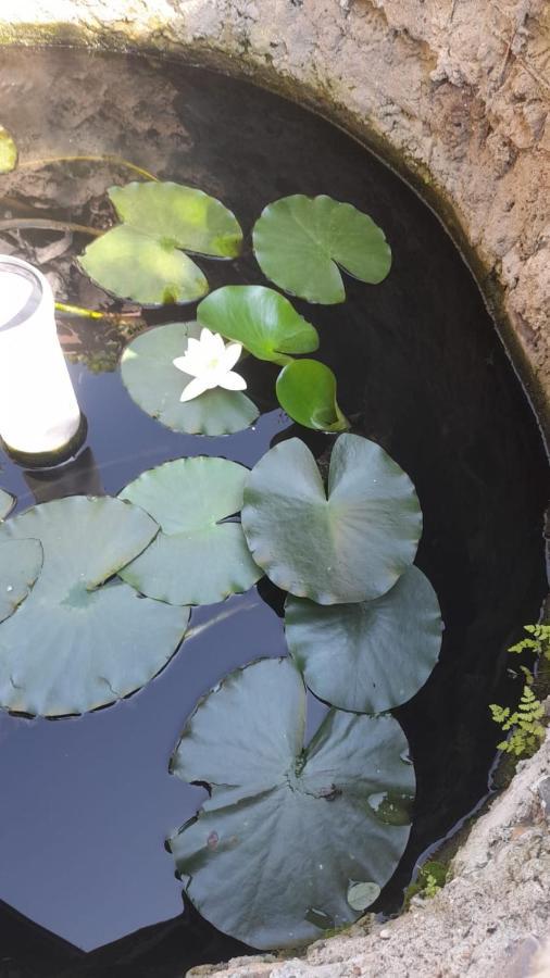 Hotel Casa Donau Delta Sulina Zewnętrze zdjęcie